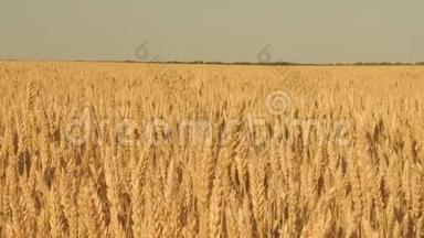 谷物收获在夏天成熟。 农业商业概念。 <strong>环保小</strong>麦。 成熟<strong>小</strong>麦田